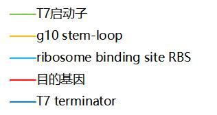 目的基因构建图例