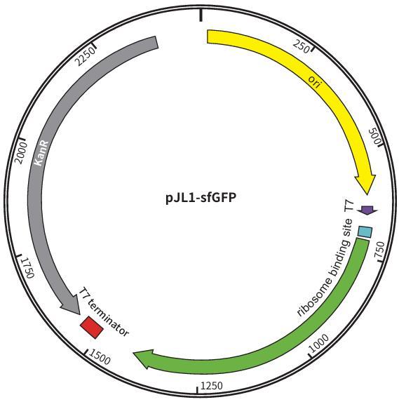 阳性质粒 DNA 序列示意图