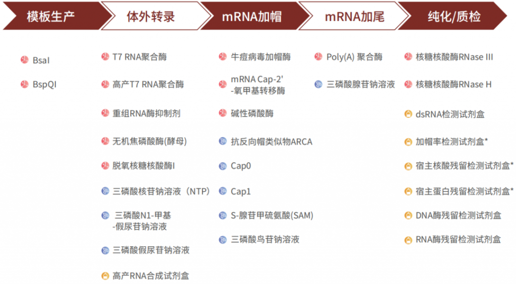 TIDES展会产品推荐 | mRNA药物完整解决方案插图1