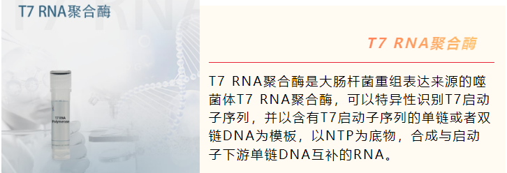 TIDES展会产品推荐 | mRNA药物完整解决方案插图2